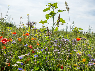 Wiesenblumen