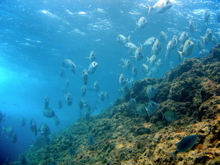 Fototapeta na wymiar School of white seabream near surface