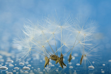 dandelion seeds macro