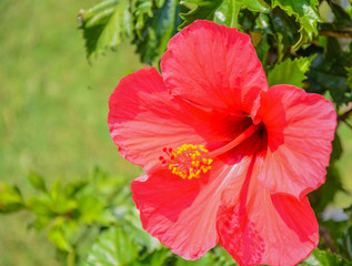 Red flower hibiscus