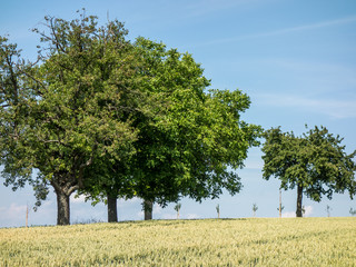 B&auml;ume auf dem Feld