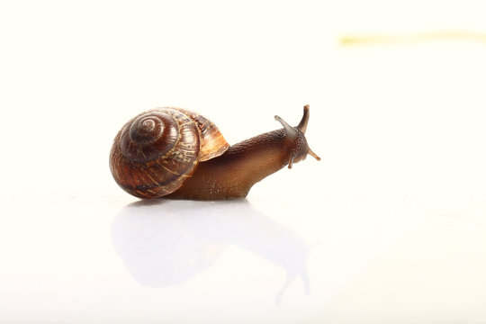 snail macro