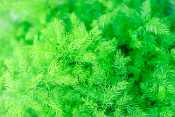Asparagus Fern