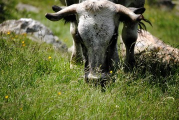 Vache