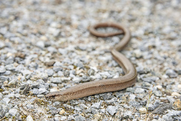Anguis fragilis - slow worm reptile