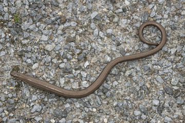 Anguis fragilis - slow worm reptile