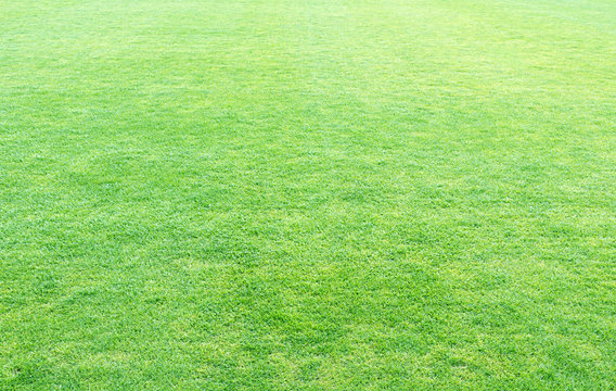 Free Grass Images – Browse 26,224 Free Stock Photos, Vectors, and Video ...