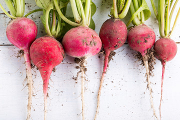 Fresh red radish