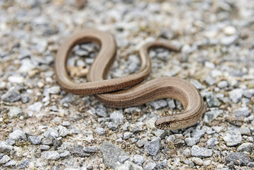Anguis fragilis - slow worm reptile