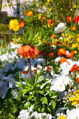 Obraz premium Flowers