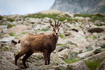 Chamois