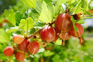 Nahaufnahme von roten Stachelbeeren im Garten