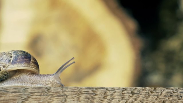 Snail passing by with wood background. Macro shot.