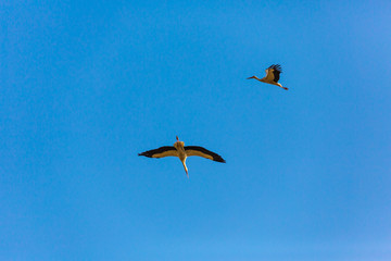 Two flying stork