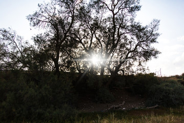 the growing big trees