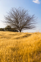 dry tree in a field