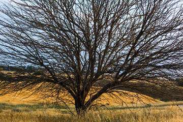 large tree growing in a field