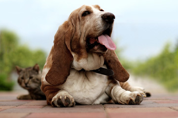 Basset hound dog and kitten  - 86140176