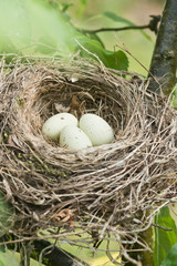 Obraz premium Vogelnest mit Eiern