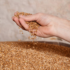 hand of a traditional miller checking the corn inside the mill