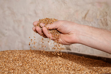 hand of a traditional miller checking the corn inside the mill