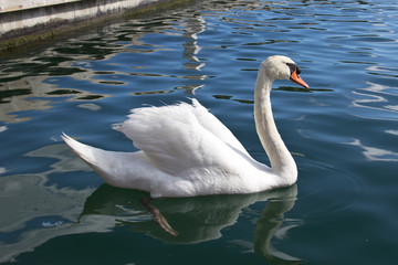 Naklejka premium Swan