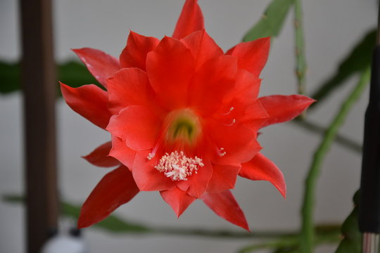Rote Bl&uuml;te eines Blattkaktus
