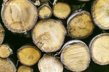 Logs