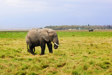Naklejka na ściany i meble Adult African elephant in the swamp