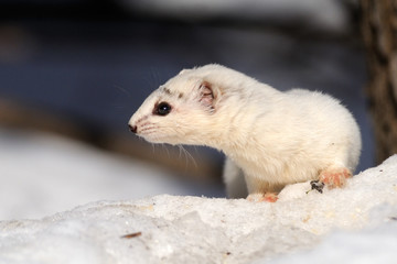 Winter portrait of Least Weasel