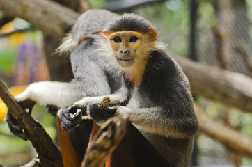 Obraz premium Close up red shanked douc langur.