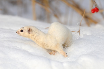 Move of Least Weasel under snowball tree