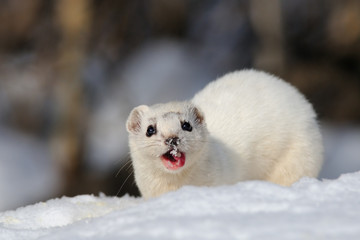 Winter Least Weasel eating - 86142577