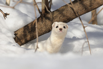 Winter Least Weasel in the snow hole - 86142597