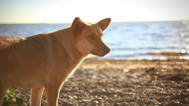 Homeless dog eats a fish on a sunset beach at blurred bokeh