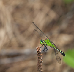 Green dragonfly