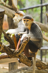 Fototapeta premium Red shanked douc langur in the Zoo.