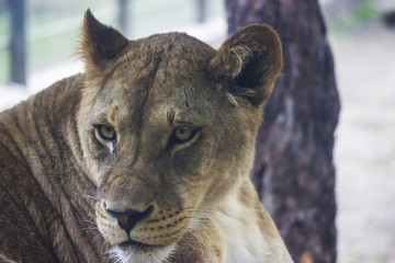 lioness