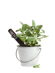 Salbei mit Namensschild im Zinkeimer isoliert