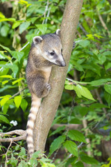 South American coati (Nasua nasua) baby