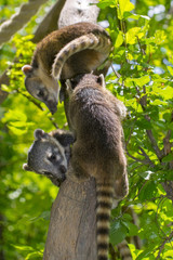 South American coati (Nasua nasua) baby