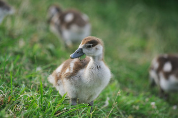 Nilgans