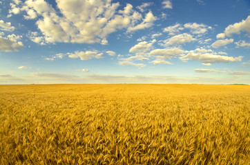 Beautiful agricultural landscape showing ripe wheat