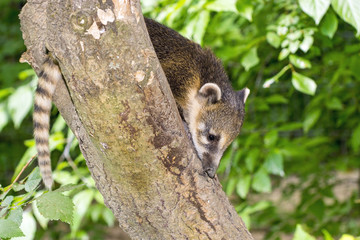 South American coati (Nasua nasua) baby