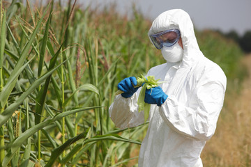 professional in uniform goggles,mask and gloves examining corn cob on field © endostock