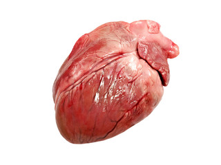 Pig heart isolated on white background. © zurbagan
