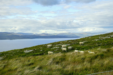 Fototapeta na wymiar Sheep on hillside