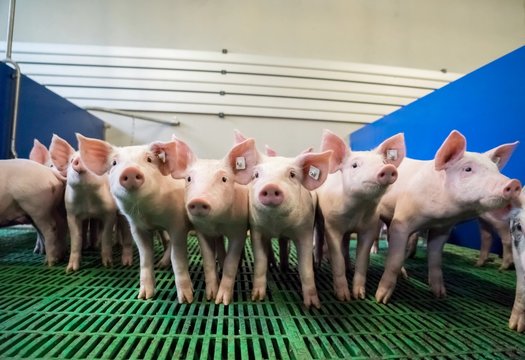 Schweinezucht - eine Gruppe Ferkel im modernen Schweinestall