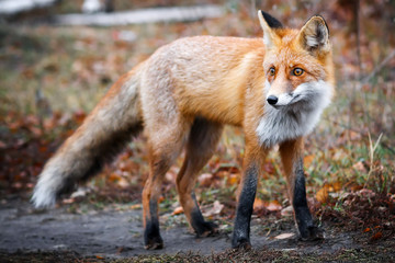 Fox in foerst looking away