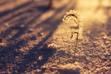 Lone plant in the winter at sunset